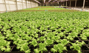 Shenandoah Growers opens next generation USDA certified indoor BioFarms in Virginia