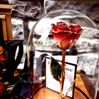 Real 'Beauty and the Beast' Rose Will Last Forever Without Water or Sunlight
