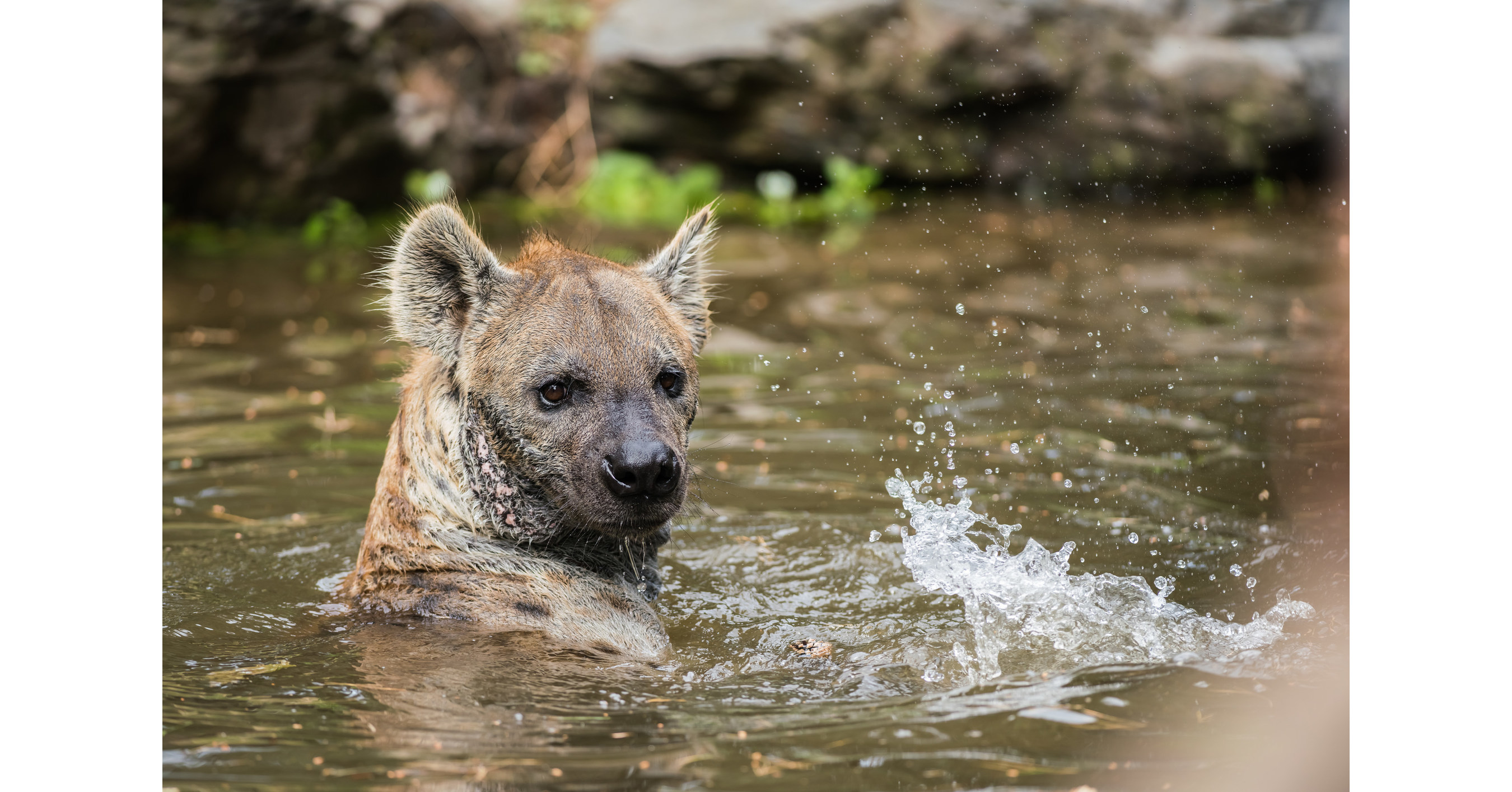 Rescued Hyena Has Joyful First Swim