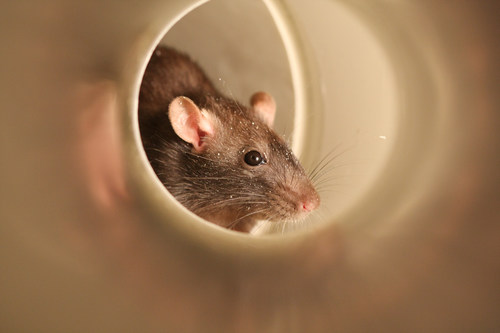 The most common rodent pests in the United States are the house mouse, the Norway rat and the roof rat.