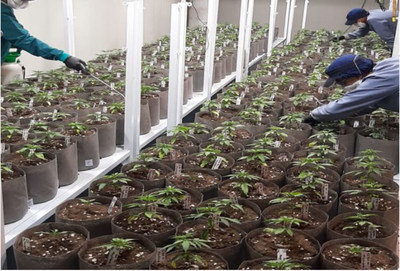 The Casa Flores team tending to the plants, for agronomic proof. (CNW Group/Ikänik Farms Inc.)