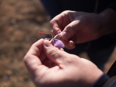 Creating a farm-to-fork controlled supply chain for Affron®’s golden saffron Creating a farm-to-fork controlled supply chain for Affron®’s golden saffron