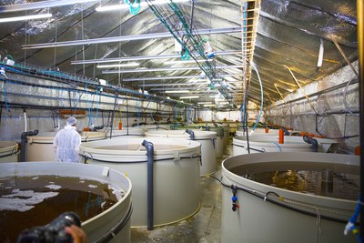 敲定3亿多美元交易后，AquaMaof展示其虾类陆基养殖的突破性技术