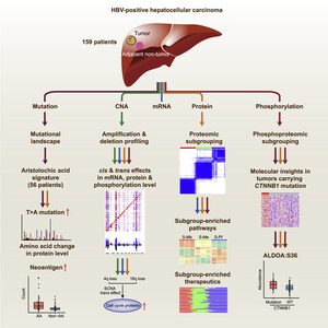 OrigiMed: The largest cohort study on HBV-Related hepatocellular carcinoma in China released in Cell