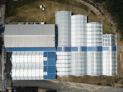 Apothca's cultivation greenhouse in Massachusetts - the first greenhouse in Massachusetts Apothca's cultivation greenhouse in Massachusetts - the first greenhouse in Massachusetts