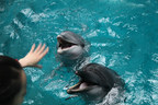New report from World Animal Protection exposes scale of suffering behind dolphin tourism experiences