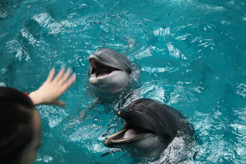 Public display facilities confining marine mammals such as dolphins, are not essential conservation or education resources. The animals suffer poor welfare as a result of their captive environment. Pictured; Dolphins posing for visitors at an entertainment park in China.
Credit Line: World Animal Protection
Date: 08/08/2019 (CNW Group/World Animal Protection)