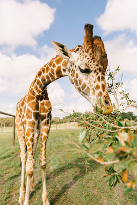Wild Florida Brings First Giraffe in Osceola County History