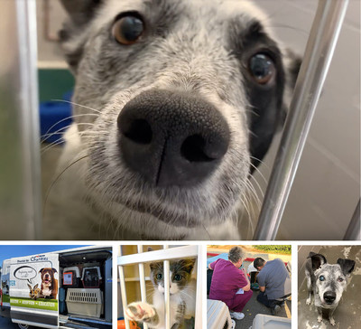 Sacramento SPCA staff transport and examine 42 adoptable animals (including a 19-year-old Cattledog mix named Ace) following mandatory evacuations in Sonoma County. Sacramento SPCA staff transport and examine 42 adoptable animals (including a 19-year-old Cattledog mix named Ace) following mandatory evacuations in Sonoma County.