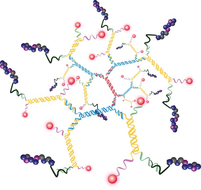 Graphical representation of the 3DNA-based therapeutic used in the studies. The 3DNA nanocarrier is labeled with fluorescent dye for visualization and carries the peptide drug.