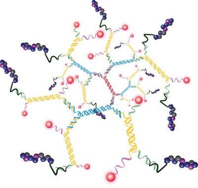 Graphical representation of the 3DNA-based therapeutic used in the studies. The 3DNA nanocarrier is labeled with fluorescent dye for visualization and carries the peptide drug. Graphical representation of the 3DNA-based therapeutic used in the studies. The 3DNA nanocarrier is labeled with fluorescent dye for visualization and carries the peptide drug.
