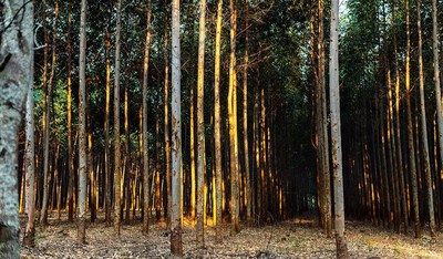 Eucalyptus Forest in Paraguay