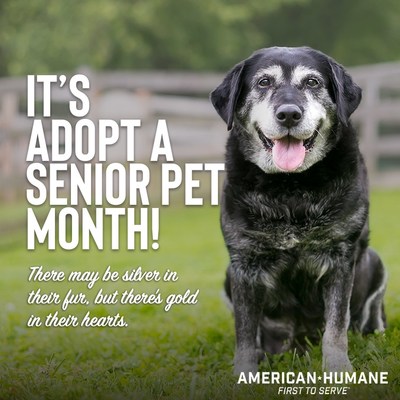 NO AGE LIMIT ON LOVE: American Humane encourages you to consider bringing an older pet into your family NO AGE LIMIT ON LOVE: American Humane encourages you to consider bringing an older pet into your family