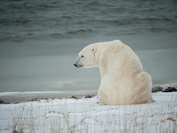 During the celebration guests enjoyed viewing polar bears along the coast of Hudson Bay. Polar bears in this region are forced to fast on land when the sea ice melts in the summer months. This time of year provides unique viewing opportunities near the town of Churchill, Manitoba, Canada. This polar bear was photographed from a Tundra Buggy on November 3, 2019. Image credit: Kt Miller / Polar Bears International. (CNW Group/Polar Bears International)