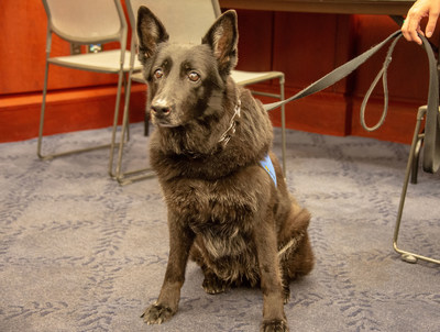 Yankee, Canine Ambassador for the Marshall Legacy Institute attended an event on the Hill last June to raise awareness about the threat of landmines in Yemen and around the world