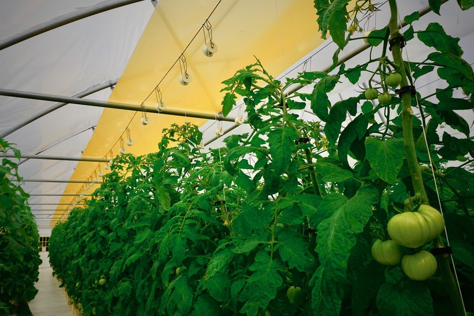 UbiQD’s quantum dot-enabled retrofit greenhouse film, UbiGro™, deployed above a row of tomatoes in a commercial greenhouse in New Mexico. Credit: UbiQD, Inc.
