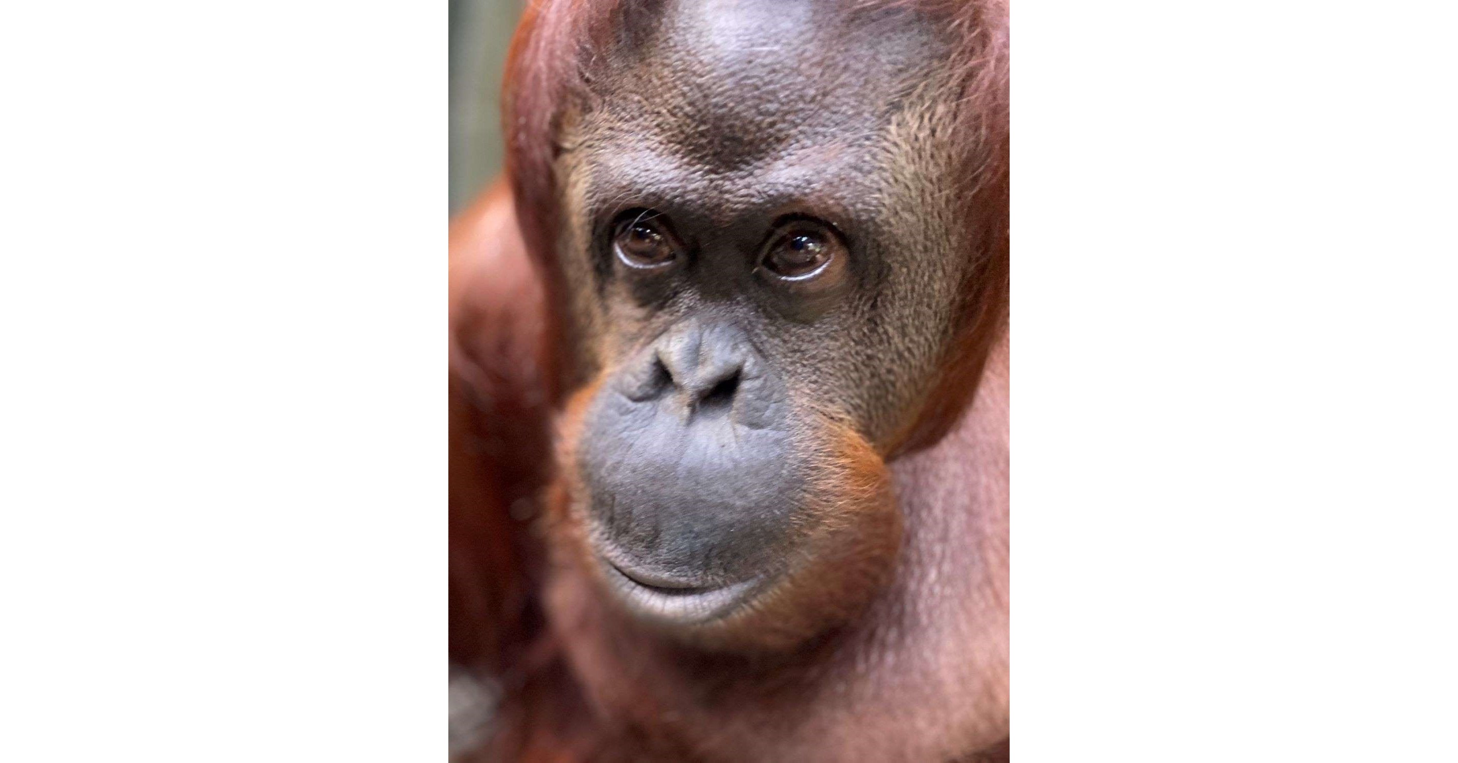 Center for Great Apes Welcomes Sandra to the Sanctuary