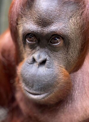 Center for Great Apes Welcomes Sandra to the Sanctuary