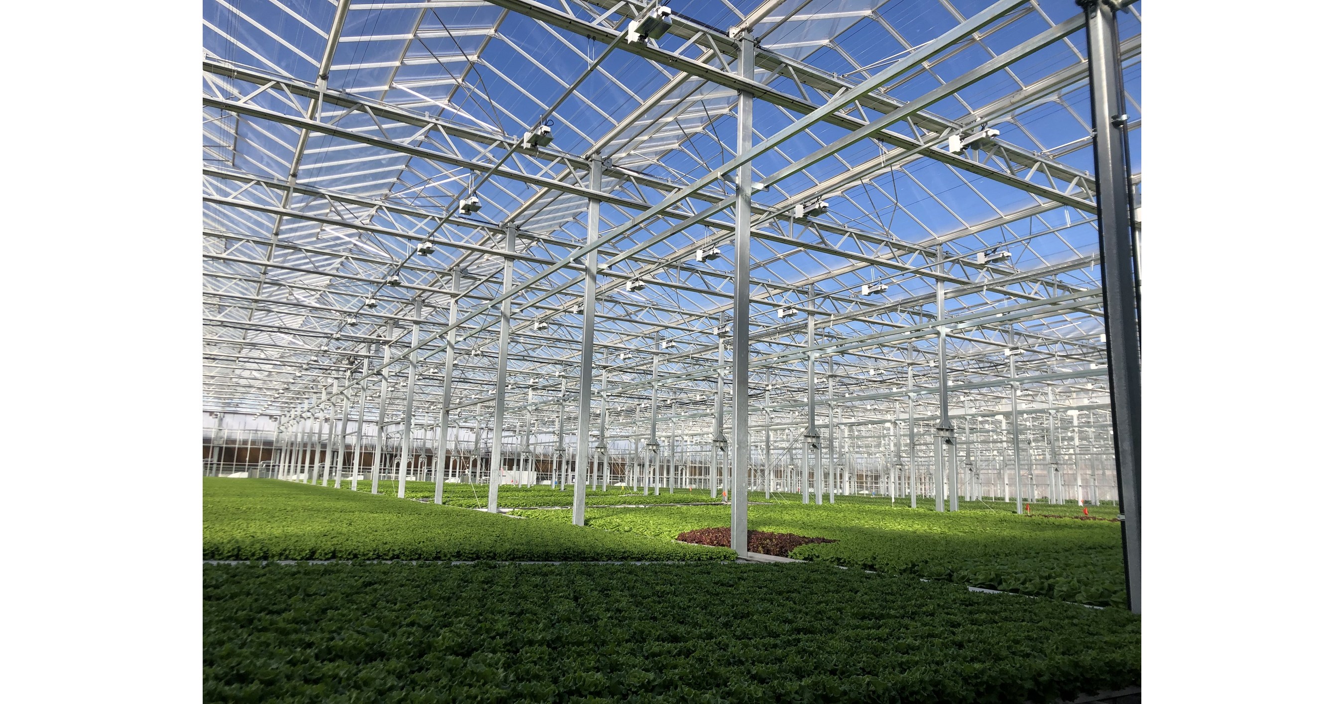 A look inside Gotham Greens's new high-tech indoor farming