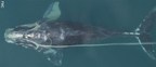 The SeaWorld &amp; Busch Gardens Conservation Fund Commits $900,000 To Protect Critically Endangered North Atlantic Right Whales