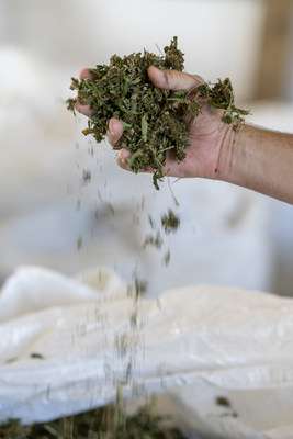 A dream for hemp CBD buyers, IHAM 2019 will auction lots of hemp biomass and smokable flower totaling almost four million pounds in metro Nashville November 19-21, 2019. More info at www.hempauctionmarket.com.