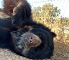 Rare Spectacled Bears Now In Unimaginable New Home