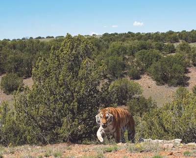 Rescued tiger explores his new 35-acre habitat at The Wild Animal Sanctuary's Refuge in southern Colorado.