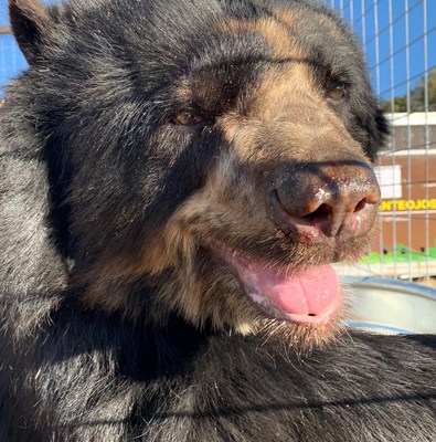 Rescued Spectacled Bear at the Wild Animal Refuge in Colorado