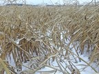 Tempête de neige précoce : effets désastreux et détresse chez les producteurs de grains