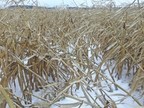 /R E P R I S E -- Tempête de neige précoce : effets désastreux et détresse chez les producteurs de grains/