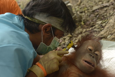 A worker for the Centre for Orangutan Protection in Borneo checks a young orphaned orangutan for ear and throat infections caused by toxic smoke inhalation in October 2019.
