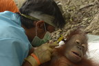 The Orangutan Project Races to Meet Urgent Need of Displaced, Injured Orangutans in the Wake of Indonesia's Fire Crisis