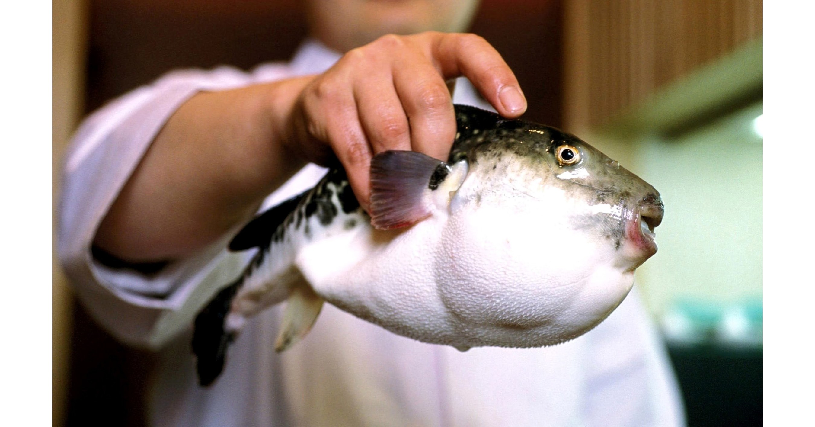 Невкусная рыба. Ядовитая рыба фугу. Японская ядовитая рыба фугу. Фугу в Тайланде. Ядовитая рыба фуагра.