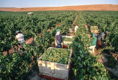 California sustainable winegrowing, along with cool temperatures and a long growing season in 2019, have resulted in a high quality winegrape crop. Robert Holmes photo.