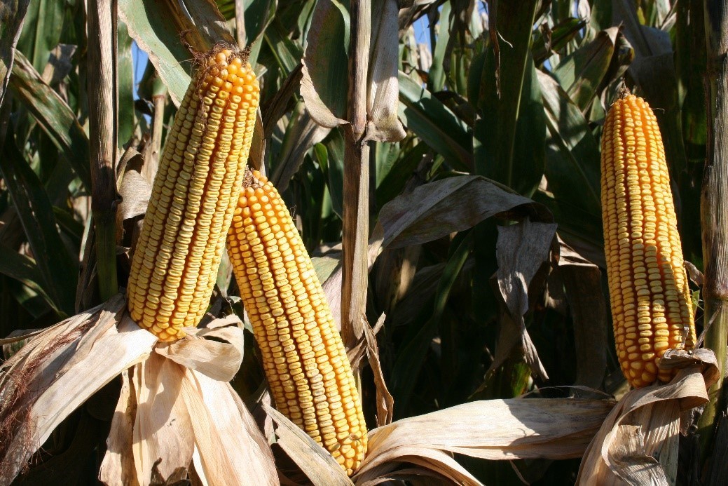 Challenging 2019 growing conditions reveal top corn and soybean seed performers