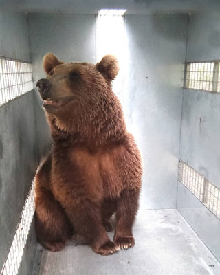 One of ten grizzlies from the Mendoza Zoological Park in Argentina in its transfer cage en route to The Wild Animal Sanctuary in Colorado.