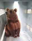 Ten Argentina Grizzly Bears Airlifted To Colorado Animal Sanctuary