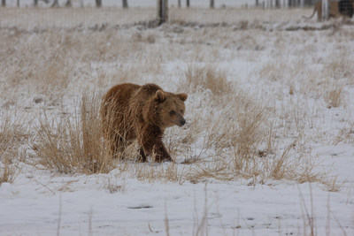 One of ten former zoo Grizzly Bears enjoys her first steps of freedom in a natural, large-acreage habitat at The Wild Animal Sanctuary in Colorado.