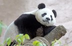 Hikvision fournit des caméras haute résolution au zoo de Moscou pour l'observation du panda