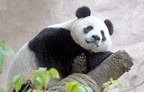 Hikvision fornece câmeras de alta resolução para a observação de pandas no Zoológico de Moscou