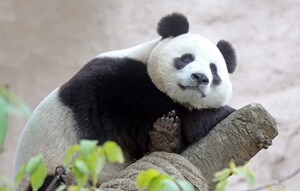 Московский зоопарк дал старт онлайн-трансляции из павильона «Фауна Китая» в новом качестве