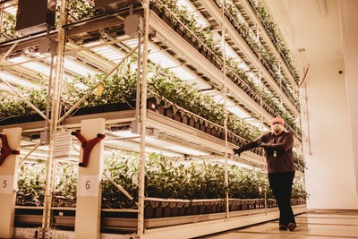 GreenSeal_Cannabis_Co__GreenSe