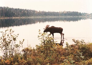 Inscription aux tirages au sort - Une nouvelle option pour la chasse à l'orignal