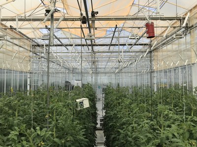 UbiQD’s quantum dot-enabled retrofit greenhouse film, UbiGro™, deployed above rows of tomatoes in a research greenhouse in the Netherlands. Credit: UbiQD, Inc.