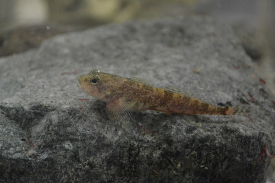 Coastrange Sculpin (Cultus Lake Population)  Patricia Woodruff (CNW Group/Committee on the Status of Endangered Wildlife in Canada)