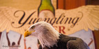 Yuengling Partners With American Eagle Foundation To Protect U.S. National Symbol