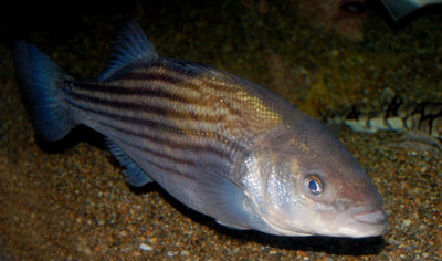 Striped Bass  Steven G. Johnson. Image taken from https://commons.wikimedia.org/wiki/File:Striped_bass,_Boston_Aquarium.JPG (license https://creativecommons.org/licenses/by/4.0/) (CNW Group/Committee on the Status of Endangered Wildlife in Canada)