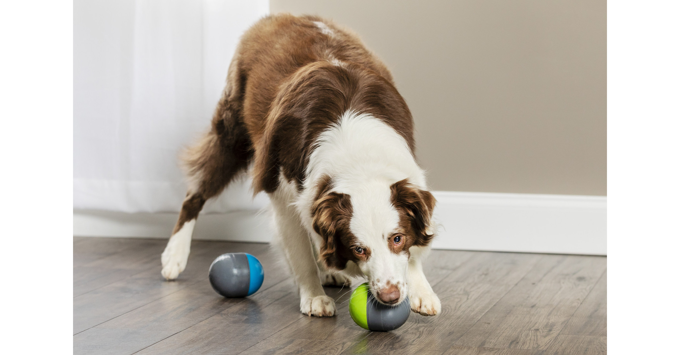 PetSafe® Ricochet Electronic Dog Toy Honored with Pet Business Industry