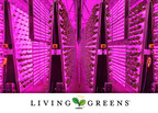Living Greens Farm Produces the Freshest, the Healthiest and the Safest Romaine