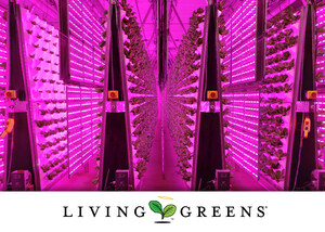 Living Greens Farm Produces the Freshest, the Healthiest and the Safest Romaine